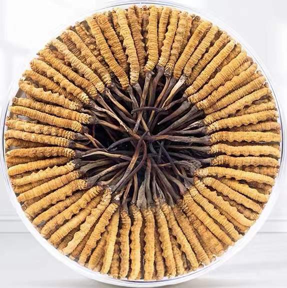 伽师冬虫夏草回收